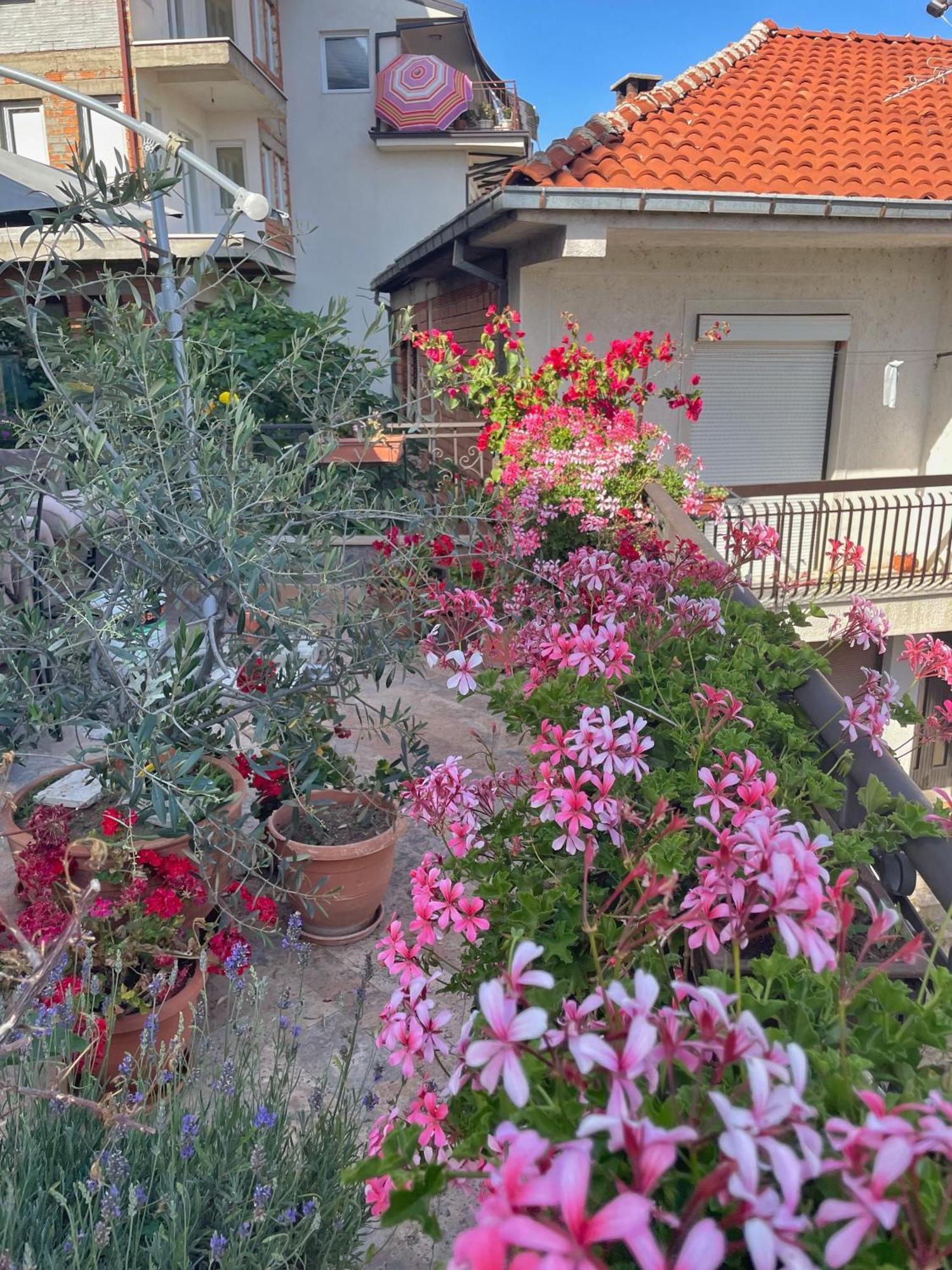 Apartments Evelyn Ohrid Extérieur photo